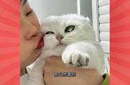 猫咪，被亲吻后都在想些什么？#小猫咪