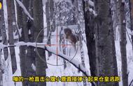 动物娱乐：雪地里疯狂狩猎小鹿