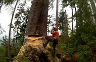 加拿大天才伐木工，海上拖运千年古树，月薪5万