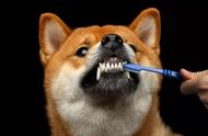 狗狗不爱刷牙？教你超全的口腔护理方法