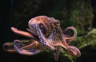 智商超群的章鱼，可能来自外星？为何它们交尾后会选择自杀？