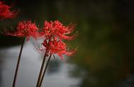 散文：忘川河畔，彼岸花开