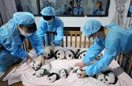 大熊猫一年能赚5架歼20，日本人爱得最痴狂，凌晨排队摇号等参观