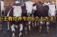 小王教您在养牛过程中“千金难求”的6个土方法！