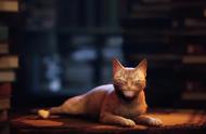 赛博朋克猫咪模拟器 "Stray "将于7月面世