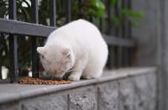 失踪的小野猫哪去了？探寻猫咪世界，也是弱肉强食