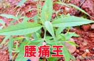 野生植物“铁巴掌”，被称为“腰痛王”，长在山里，50岁后要珍惜