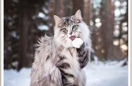 被称为“能干的狩猎者”——挪威森林猫，你认识吗？