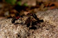 废弃仓库中演绎极致内卷，蚁群为生存可蚕食同类生存至50年