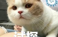 主人“亲吻”猫咪，在它眼里，代表了什么含义？