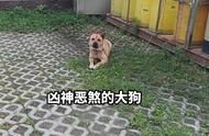 汪了个汪