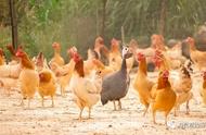 太奇葩！养鸡场1100多只鸡被人为吓死？