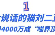 “喵界顶流”二豆：广告报价40万却屡次停更，“失踪”一年仍爆火