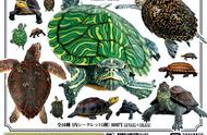 奇谭俱乐部NTC底座扭蛋-日本的龟系列