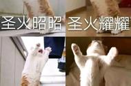 你不知道的勇敢猫咪