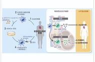 研发出扩张型心肌病的新治疗方法，激活NKT细胞抑制心脏纤维化