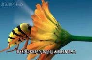蜜蜂在空中加油，完成超机动，太厉害了 #昆虫世界