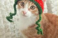 天气冷了，给家里的猫咪小狗钩几顶温暖的帽子，简直要萌爆了