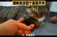 猫咪的这四个基因开关，你知道多少？#科学养宠攻略