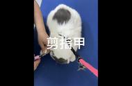 #猫猫洗澡大作战