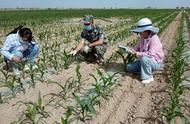 玉米绿色高质高效栽培技术要点