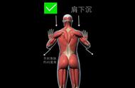 健身新手【3D肌肉图解】常见错误动作1、保证训练不受伤2