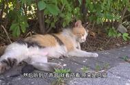 猫咪庇护所：车底下温馨猫家庭！一次猫咪的救援行动