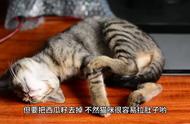 猫咪可以吃的十种人类食物，你还知道哪些呢？#科学养宠攻略