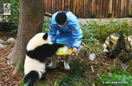 成为一名大熊猫饲养员，第一步是做什么？