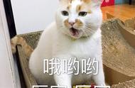 养猫后，猫咪的12个神奇现象，你发现了吗？