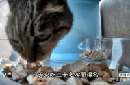 无主猫窝拯救小队喂猫日记