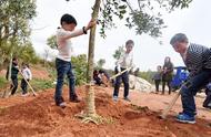 植树时埋土应该怎么做？记住口诀“三二一一”，根根树都能成活