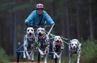 法国犬类越野竞赛 遭人投放「有毒肉丸」害死赛狗！