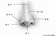 零基础临摹教程，教你画五官鼻子