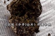 百克古树茶碎发酵 三翻堆实录 微堆发酵 成败反思 #熟茶发酵