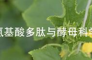 解密植物叶绿素合成，氨基酸多肽让叶片重现绿意