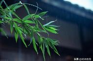 初夏夏雨美诗五首：无人嫌夏雨，阴阴众绿成