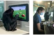 猩猩学会玩《我的世界》，方法竟和 GPT-4 智能体相通？