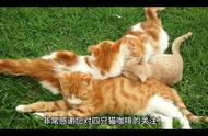 四只猫咖啡：充满趣味和个性化的咖啡馆