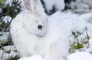 三只小猪之雪山历险记（三十七）—偶遇灵动可爱的小雪兔