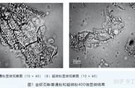 「技术分享」超微粉碎技术在现代食品加工中的研究进展