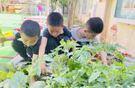 亲近田园，乐享自然——惠济区长兴路第一幼儿园大班组蔬菜大丰收