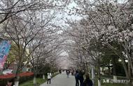 浦东这里有个“樱花小镇”，2公里的樱花长廊1.5公里樱花大道，这个周末喊你来赏花！