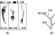 中考生物一轮复习 专题训练十五 生命起源和生物进化