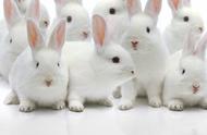 如何养好你的第一只兔兔宠物？新手养兔的顶级攻略｜再见宝贝宠物