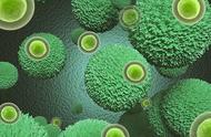 当身体面临危险时，体内的细胞有多拼命？揭秘免疫细胞的战斗模式