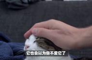 就算和猫咪再熟，也要牢记“8不要”，否则它会恨你！#猫咪