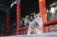 从女神到时空旅人 猫主子的地位凭啥这么高