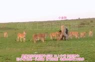 奥隆克拉小金刚帮助小项圈捕牛，容嘉狮群的母狮大显身手