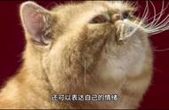 猫咪冷知识#科学养宠攻略